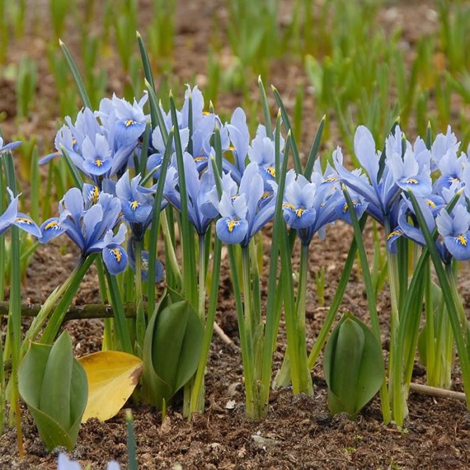 Iris (Schwertlilie) Reticulata 'Alida' - Iris